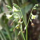 Image of Chelonanthus alatus Standl.