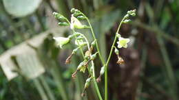 Image of Chelonanthus alatus Standl.