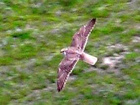 Image of Prairie Falcon