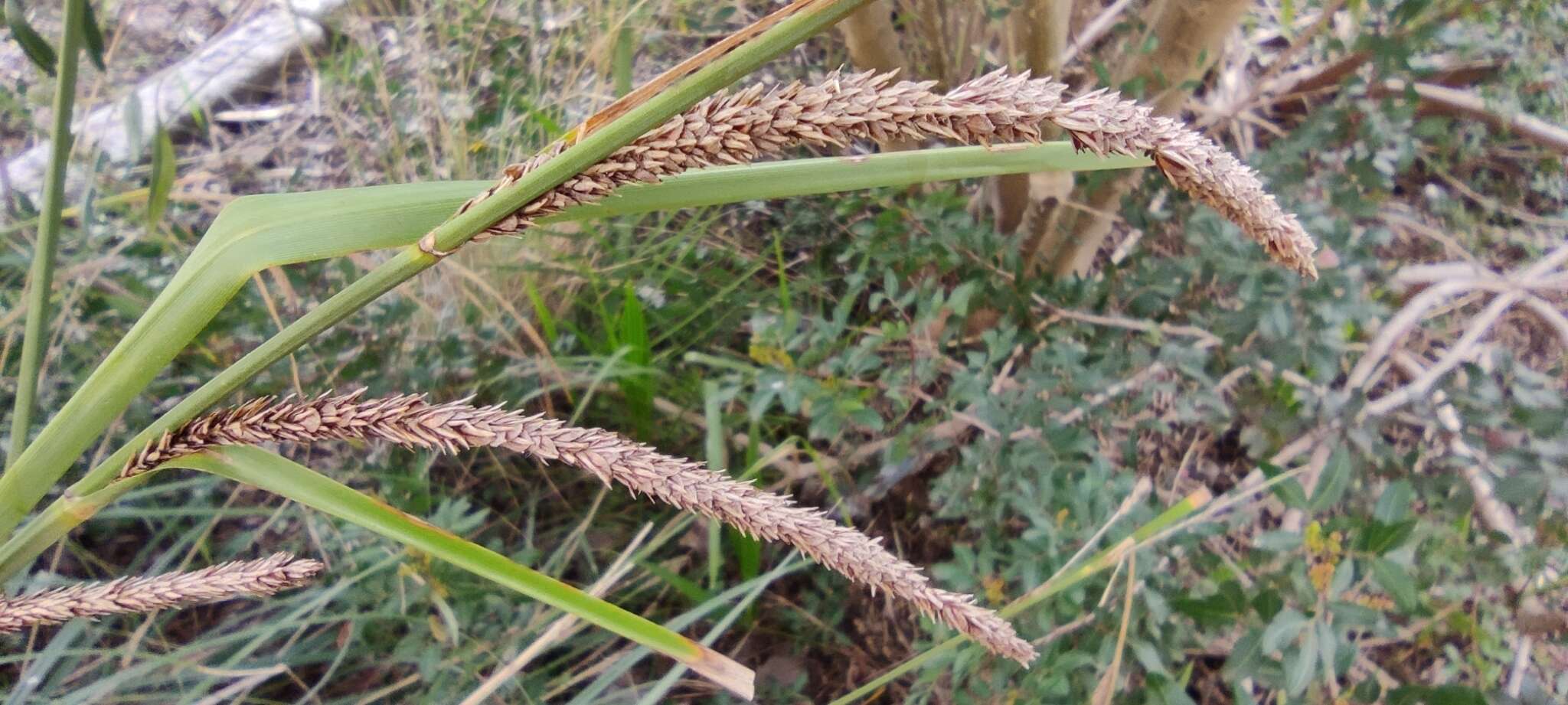 Carex hispida Willd. ex Schkuhr resmi