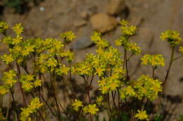 Image of Tweedy's ivesia