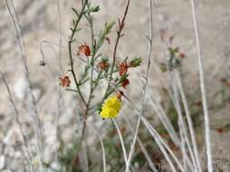 صورة Fumana ericoides (Cav.) Gand.