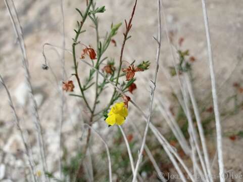 Image of Aufrechtes Heideröschen