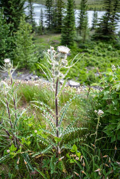 Image of white thistle