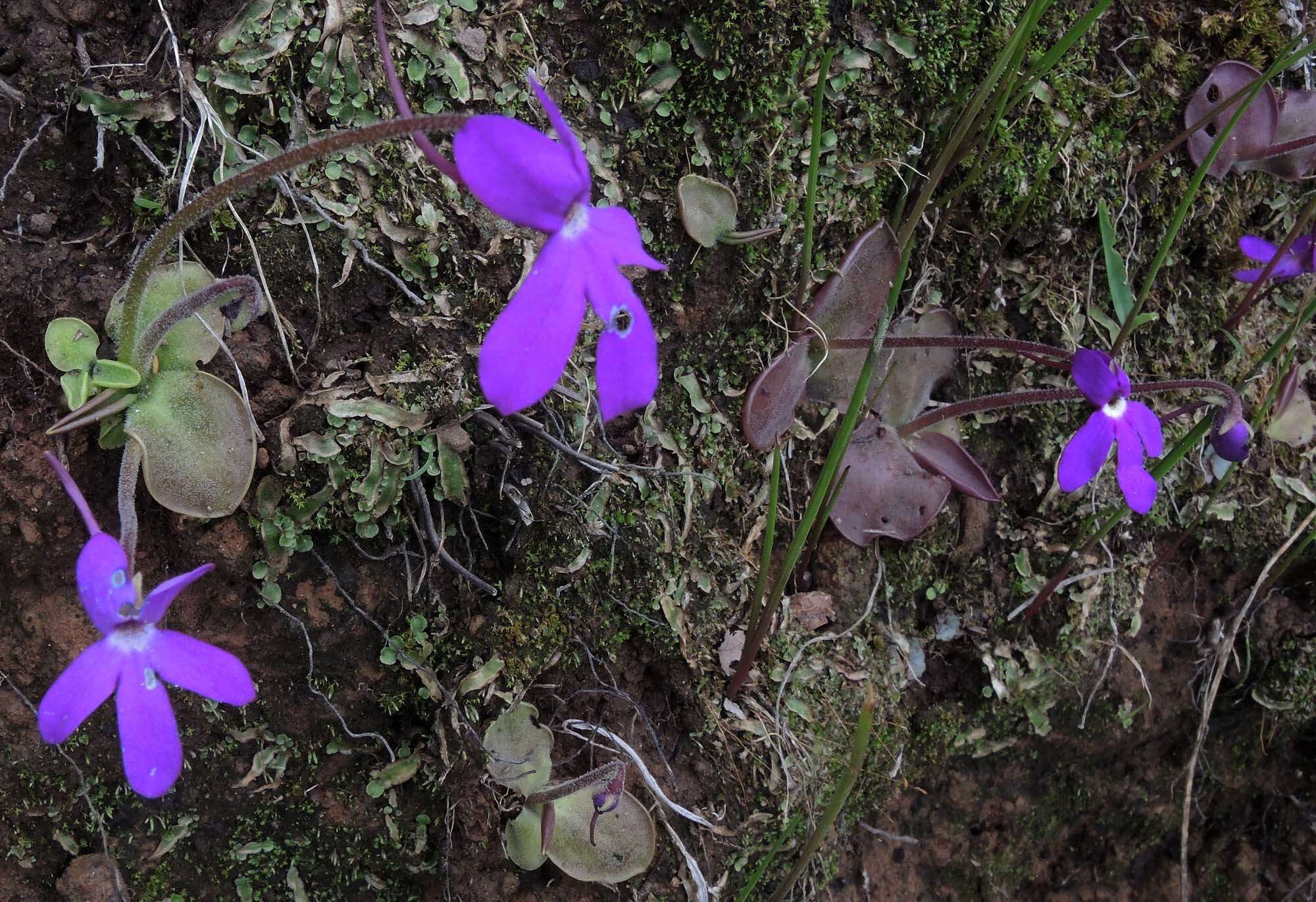 Pinguicula oblongiloba A. DC.的圖片