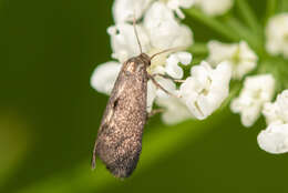 Image of Phaulernis dentella Zeller 1839