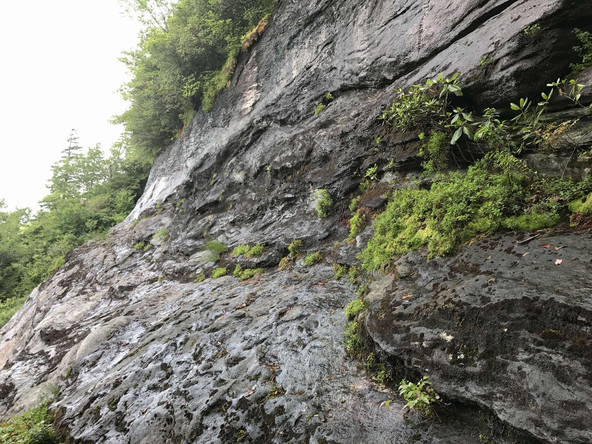 Image of Blueridge St. John's-Wort