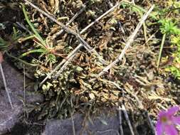 Image of prairie fameflower