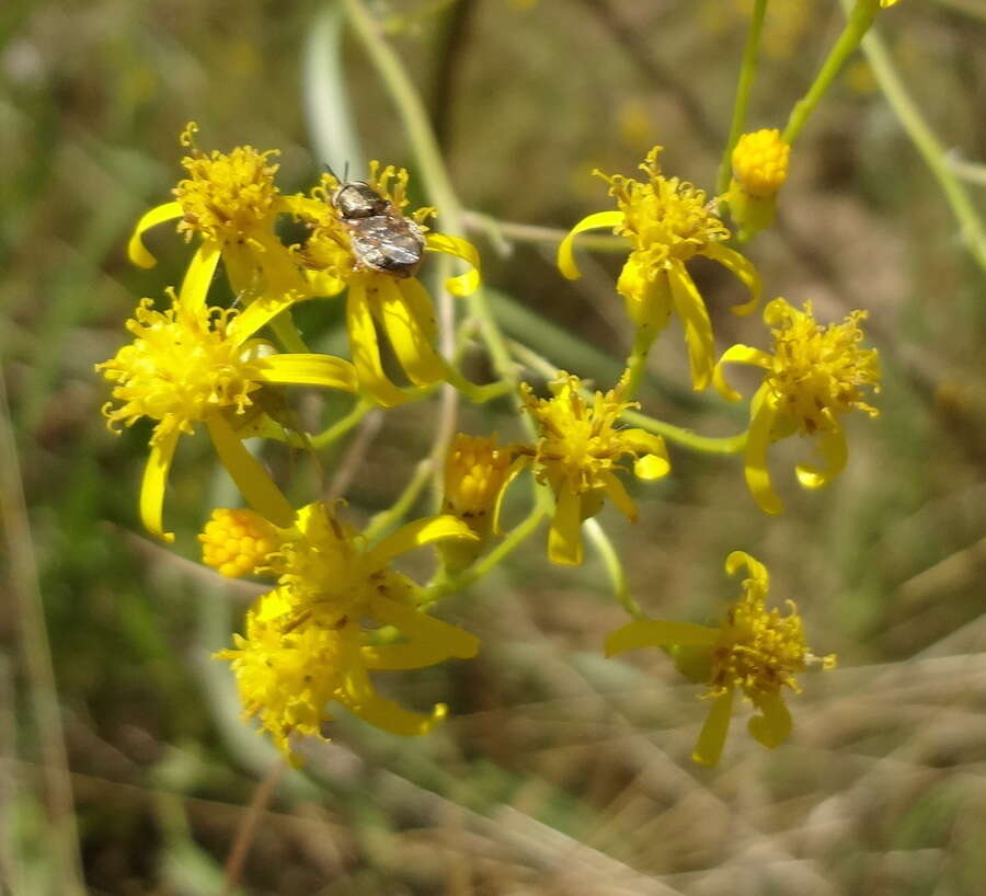 Image of Senecio inornatus DC.