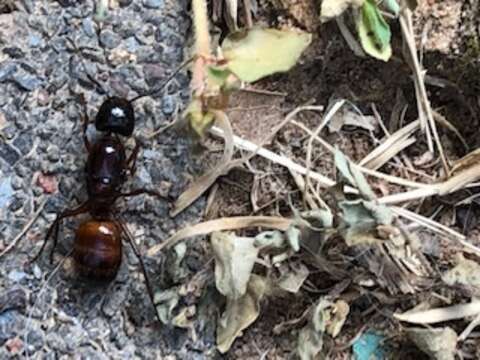 Imagem de Camponotus americanus Mayr 1862