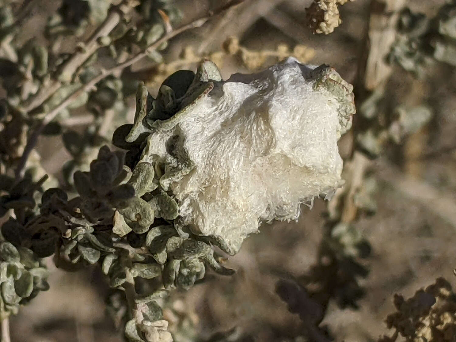 Image of Asphondylia floccosa Gagne 1986