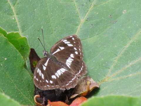 Image of Limenitis helmanni Lederer 1853