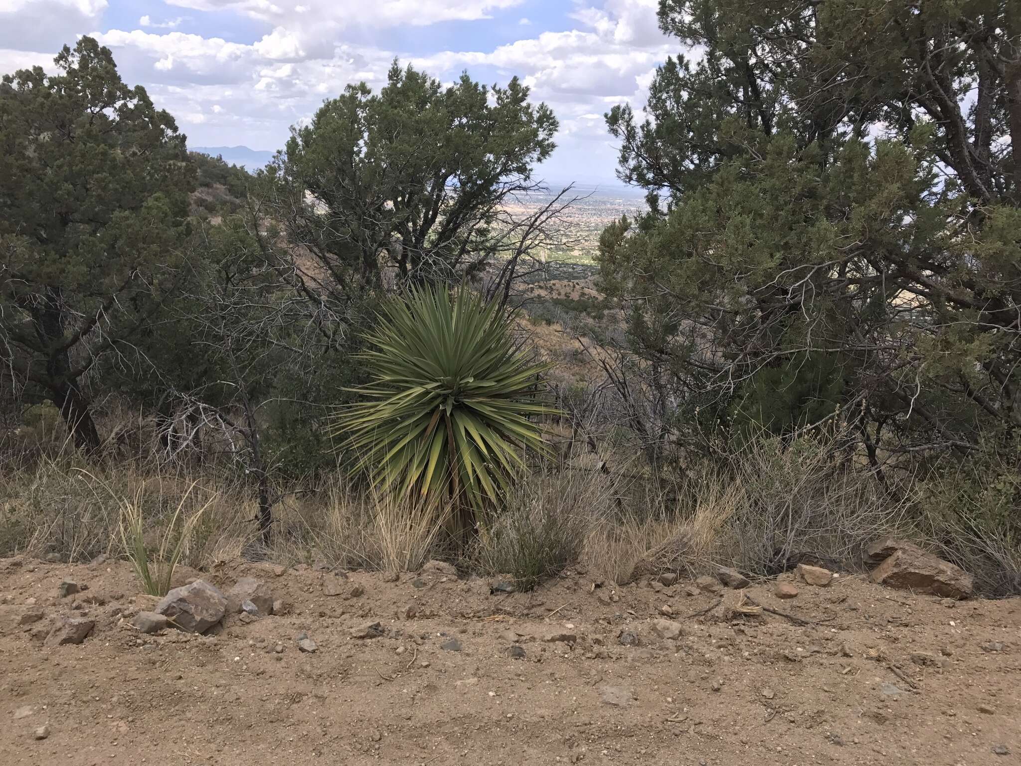 Image de Yucca madrensis Gentry