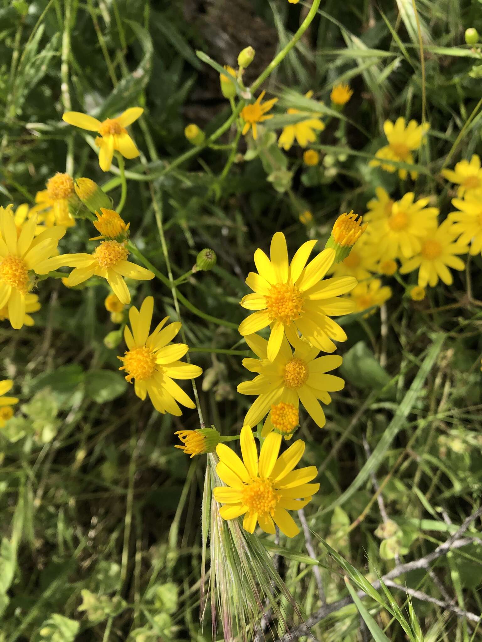 Image of Lemmon's ragwort