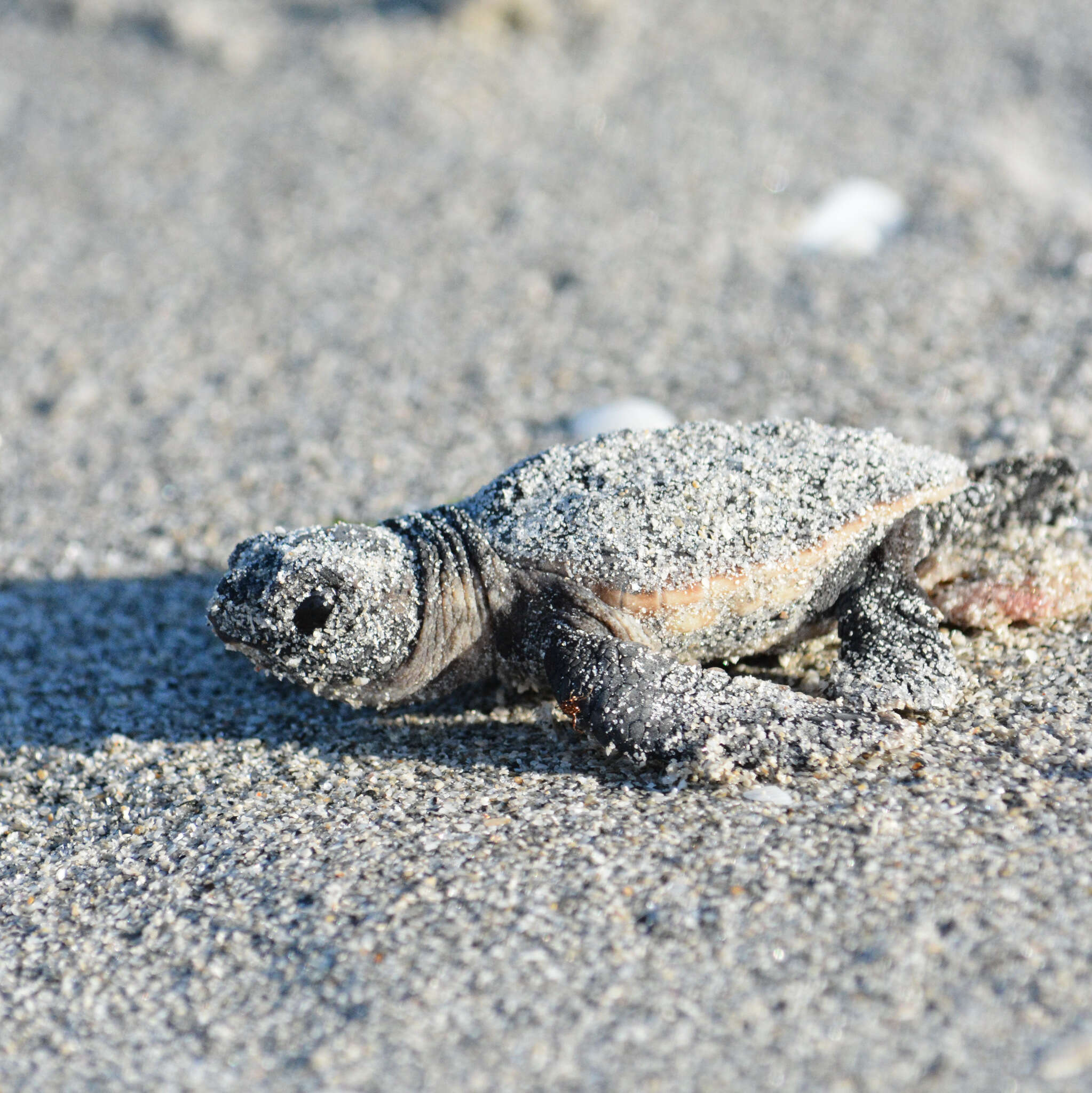 Image of Loggerhead sea turtles