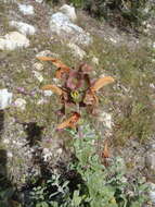 Image of Dune sage