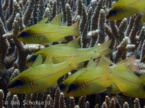 Image of Seale's cardinalfish