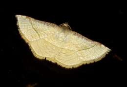 Image of Aglaopus stramentaria Lucas 1898