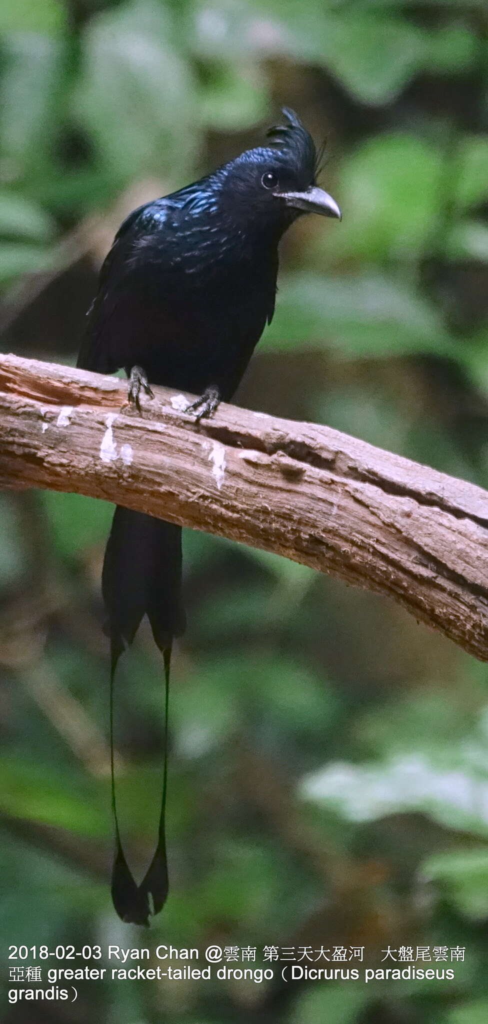 Imagem de Dicrurus paradiseus grandis (Gould 1836)