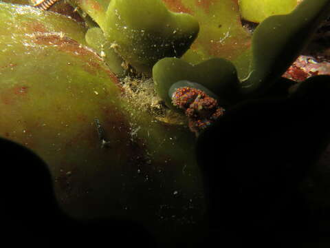 Image of four-colour nudibranch