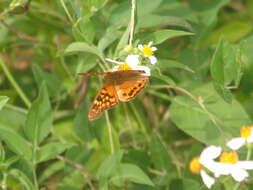 Image of Asterocampa clyton flora Edwards 1876