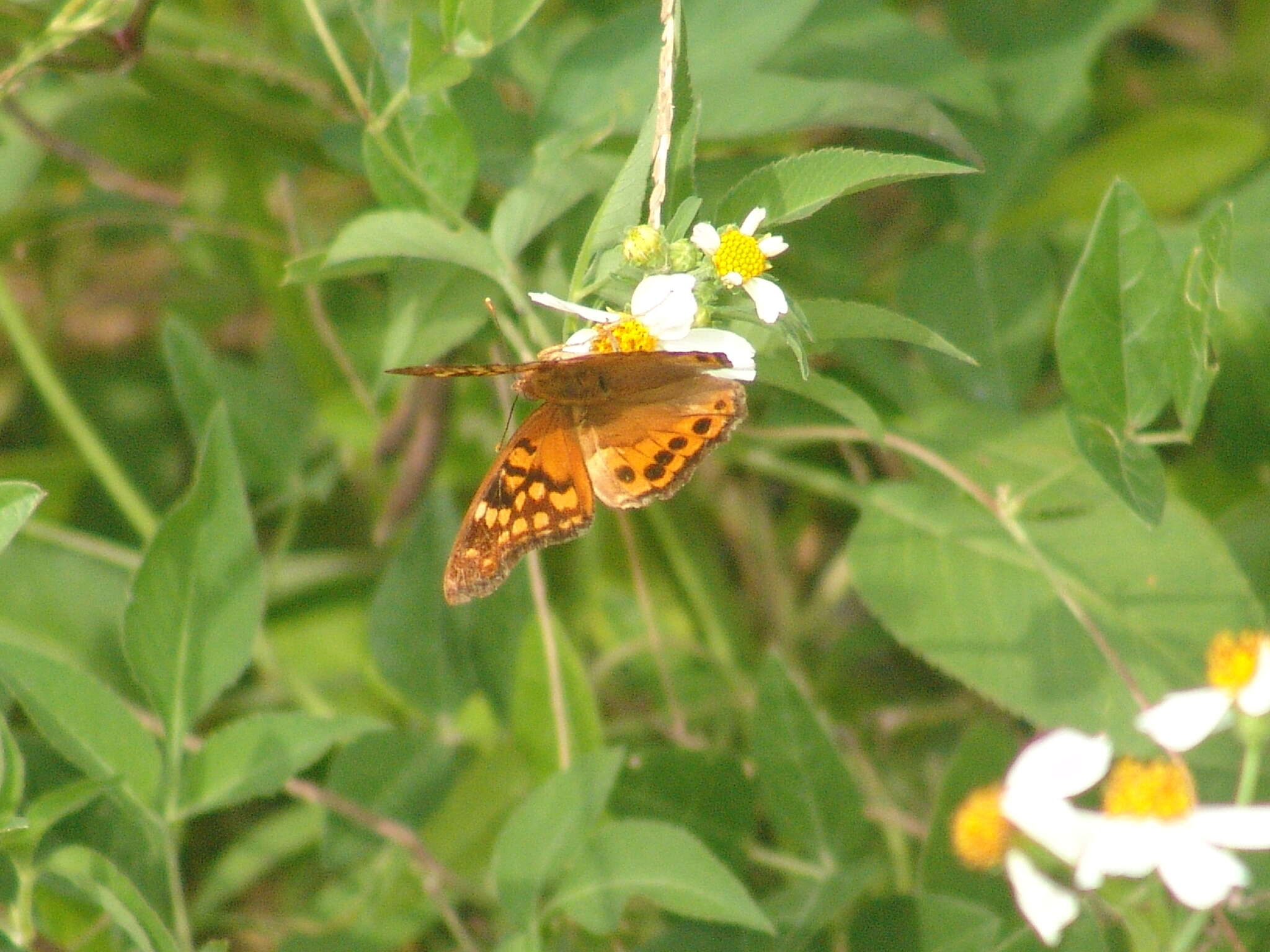 Image of Asterocampa clyton flora Edwards 1876