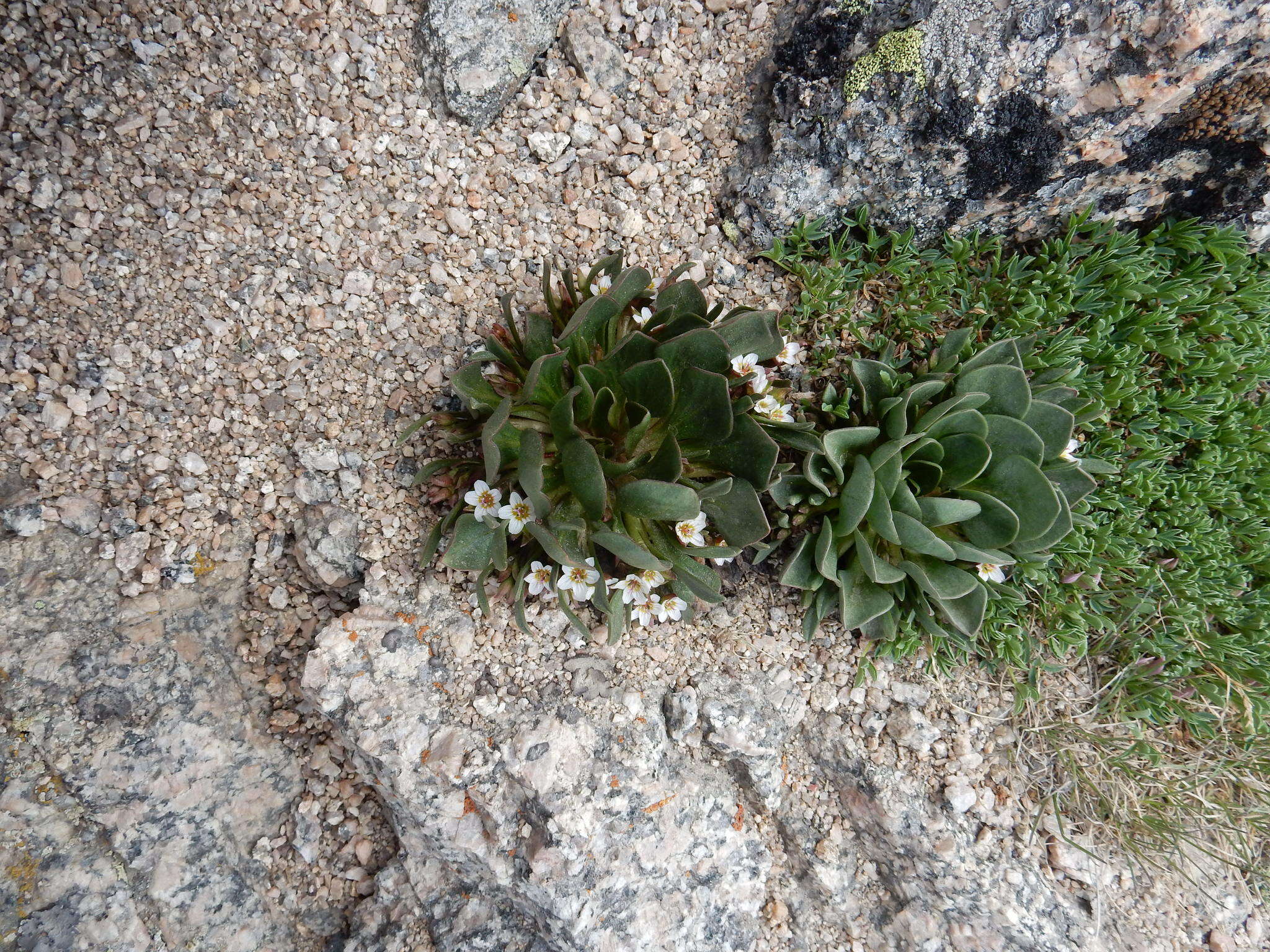 Image of alpine springbeauty