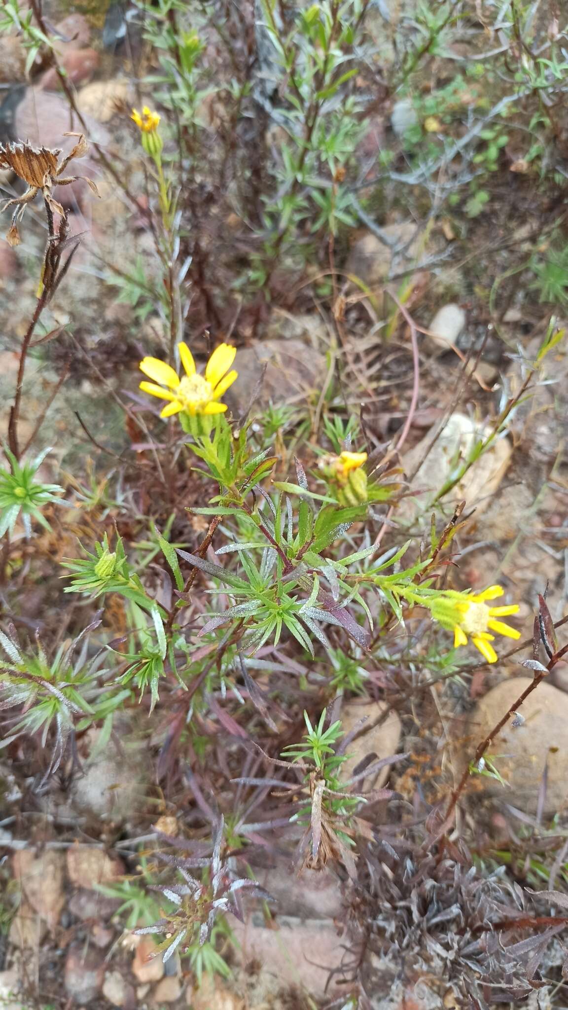 Image of Adenothamnus validus (T. S. Brandeg.) Keck