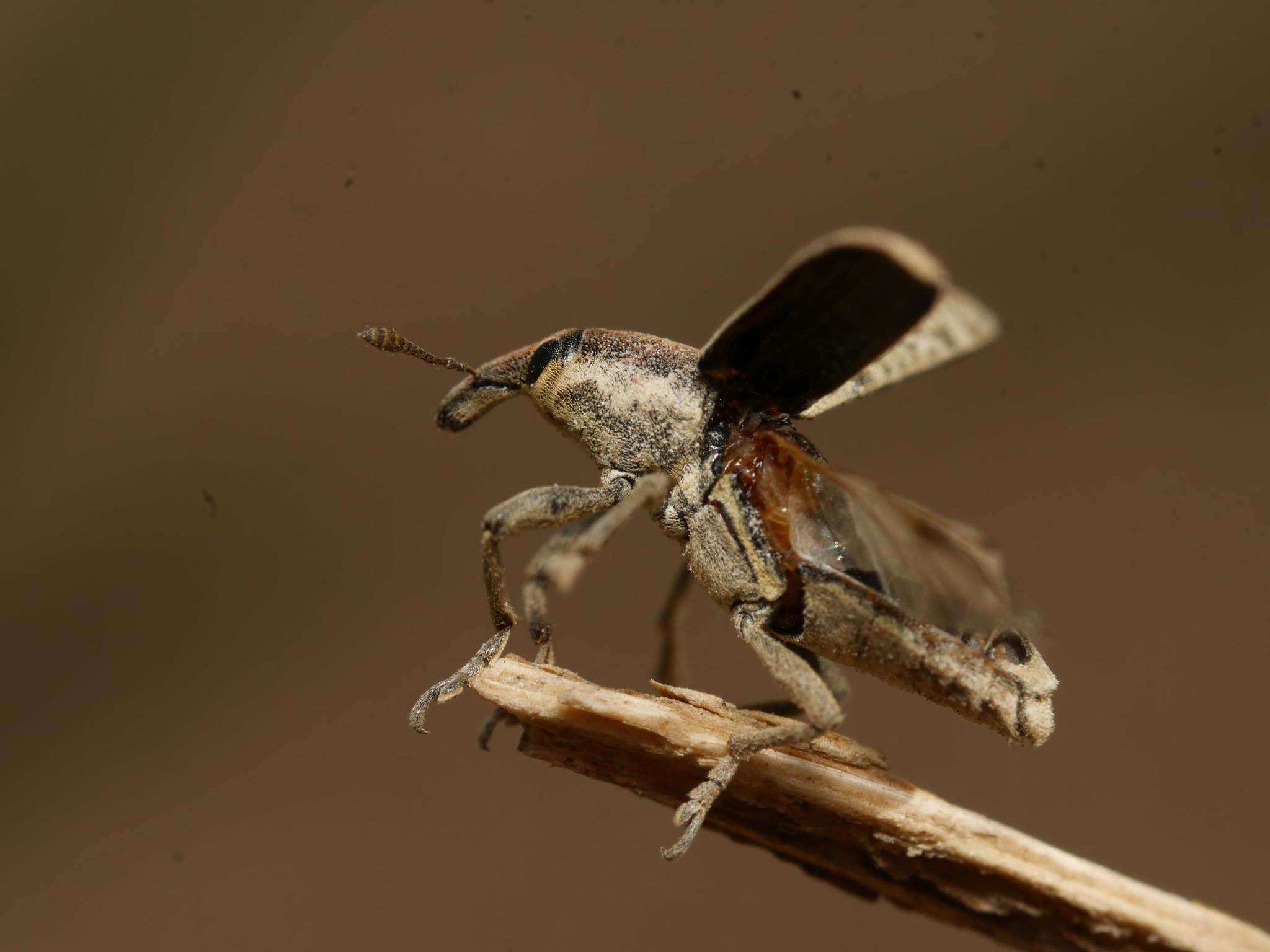 Image of Lixus rubicundus Dejean 1821