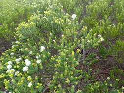 Image of Agathosma apiculata E. Mey. ex Bartl. & Wendl. fil.