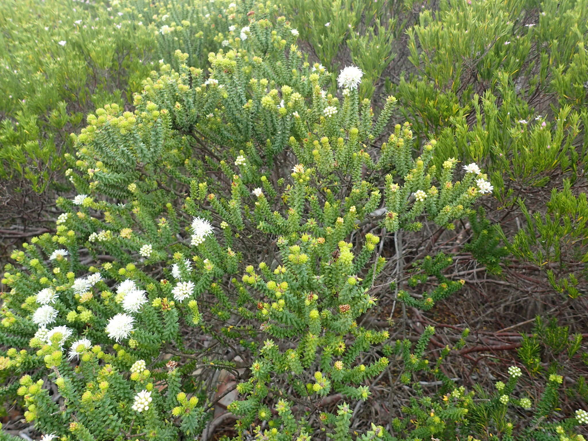 Image of Agathosma apiculata E. Mey. ex Bartl. & Wendl. fil.