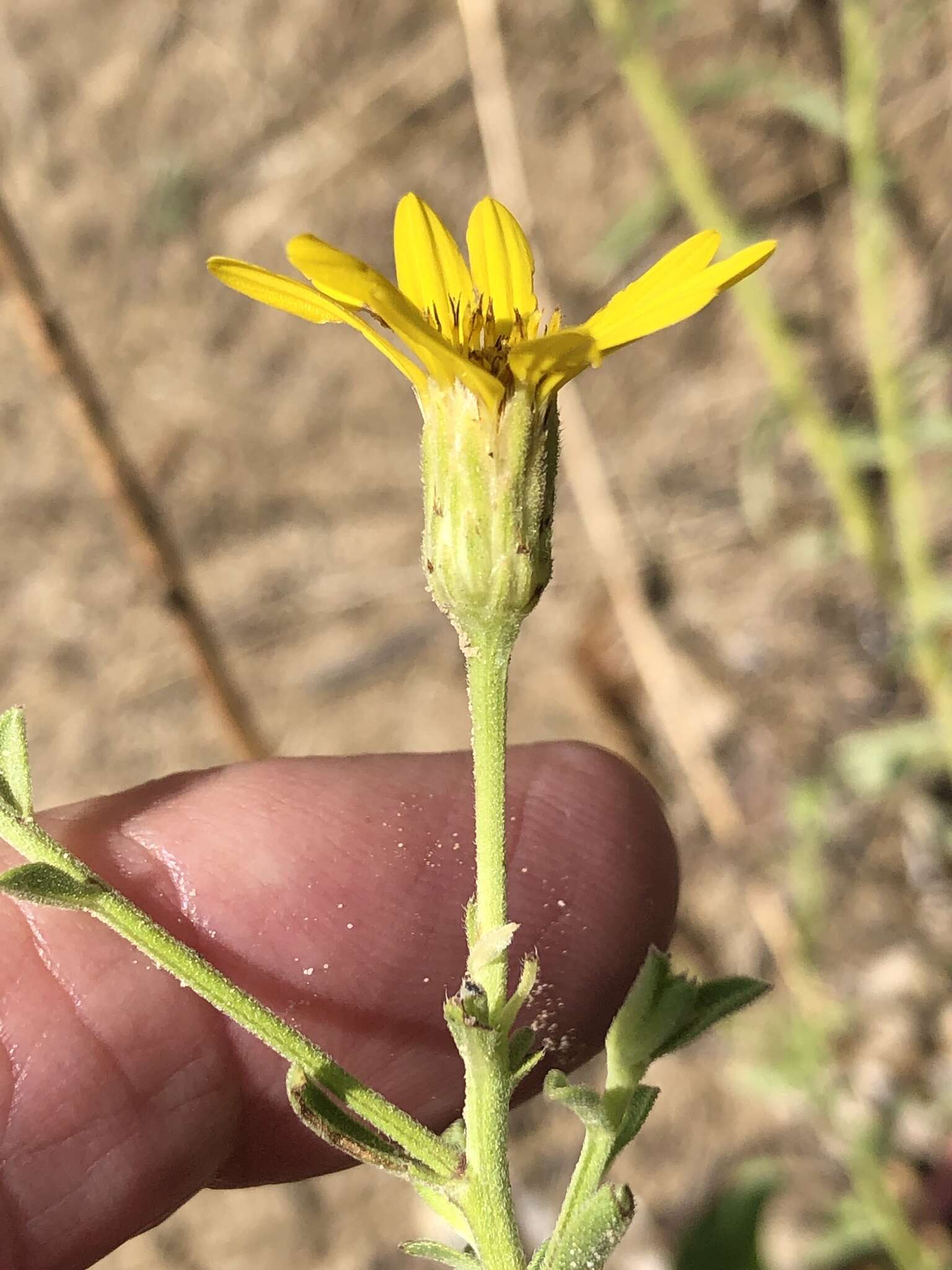 Image of Heterotheca excelsior G. L. Nesom