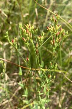 Image of claspingleaf St. Johnswort