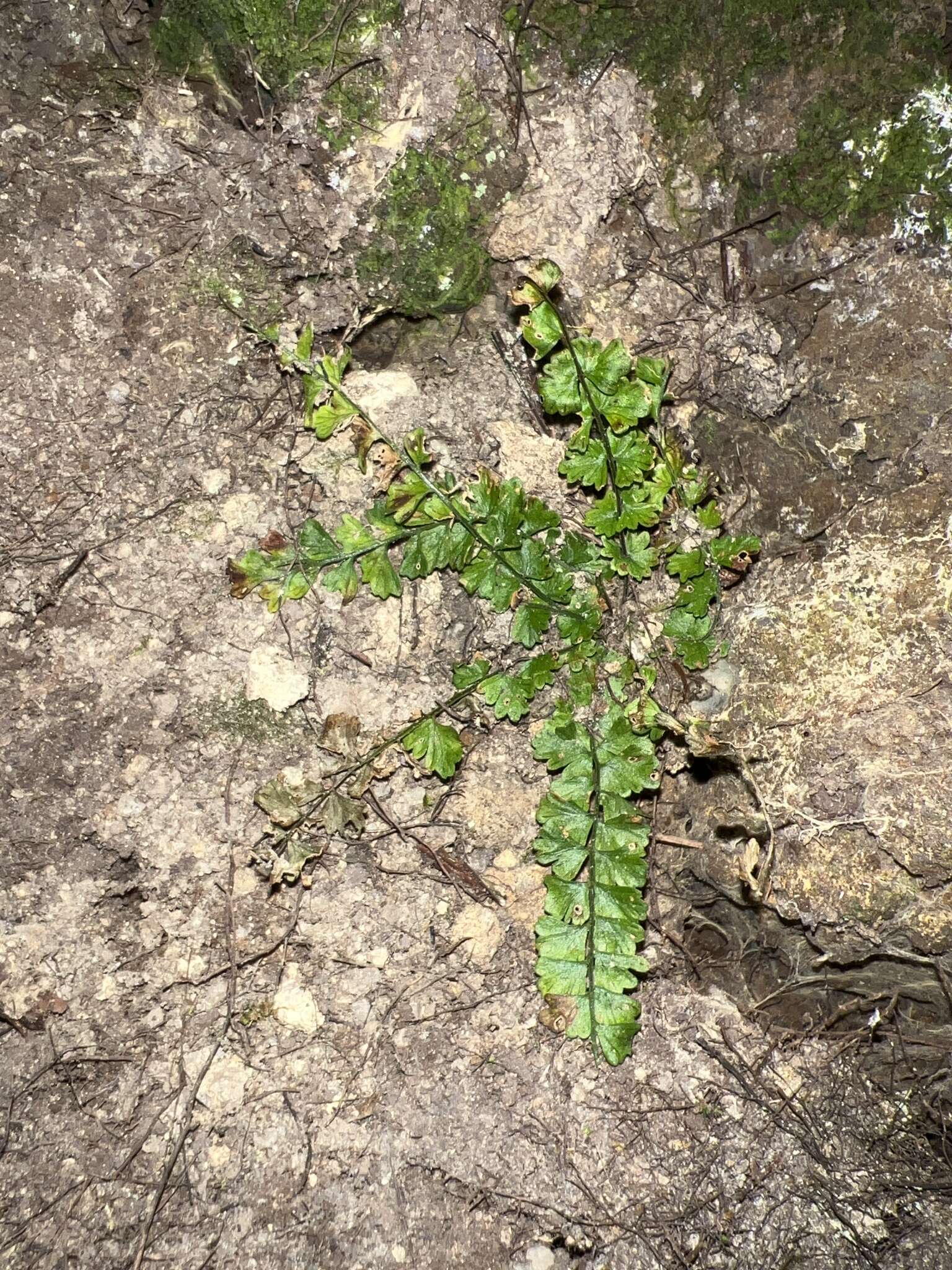 Plancia ëd Asplenium peruvianum Desv.