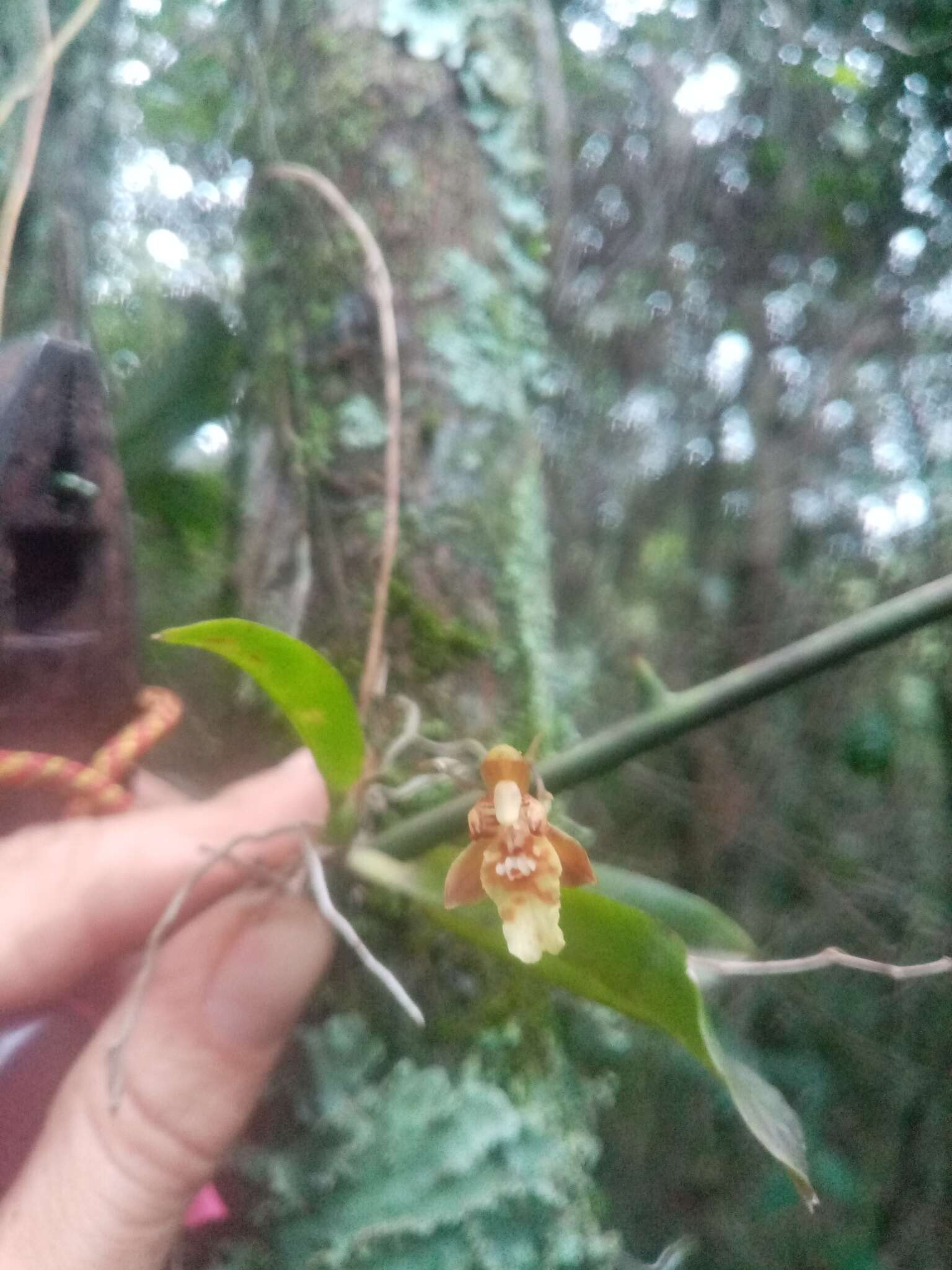 Image de Leochilus carinatus (Knowles & Westc.) Lindl.