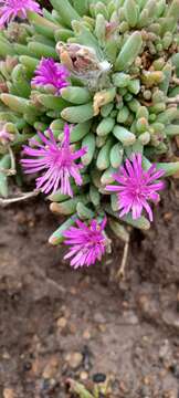 Image of Delosperma pilosulum L & Bolus