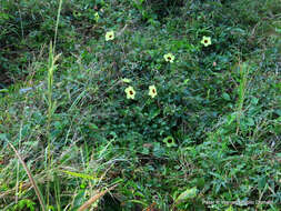 Image of Prickly hibiscus creeper