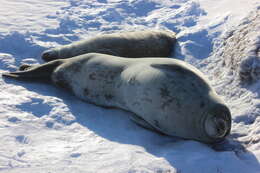 Image of Weddell seal