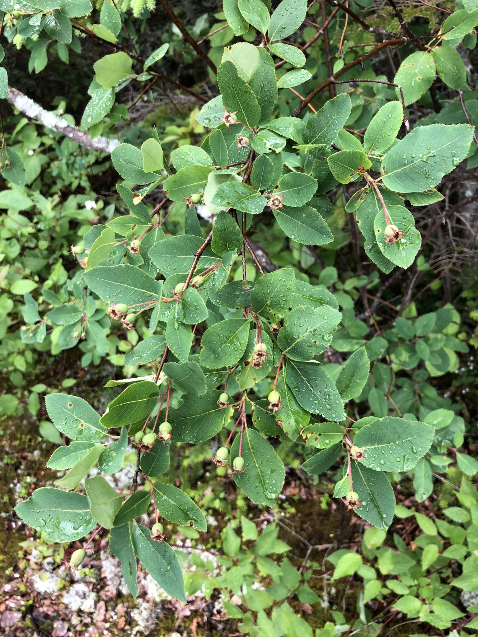 Image de Amelanchier bartramiana (Tausch) M. Roemer