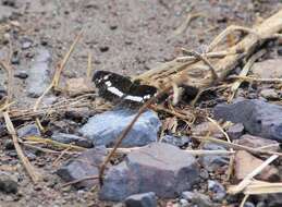 Image of Castilia griseobasalis Röber 1914