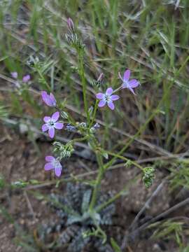 Image of fineflower gilia