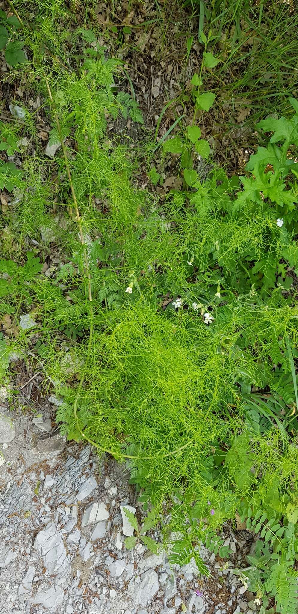 Image of Asparagus verticillatus L.