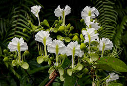 Image of Berlinia grandiflora (Vahl) Hutch. & Dalziel