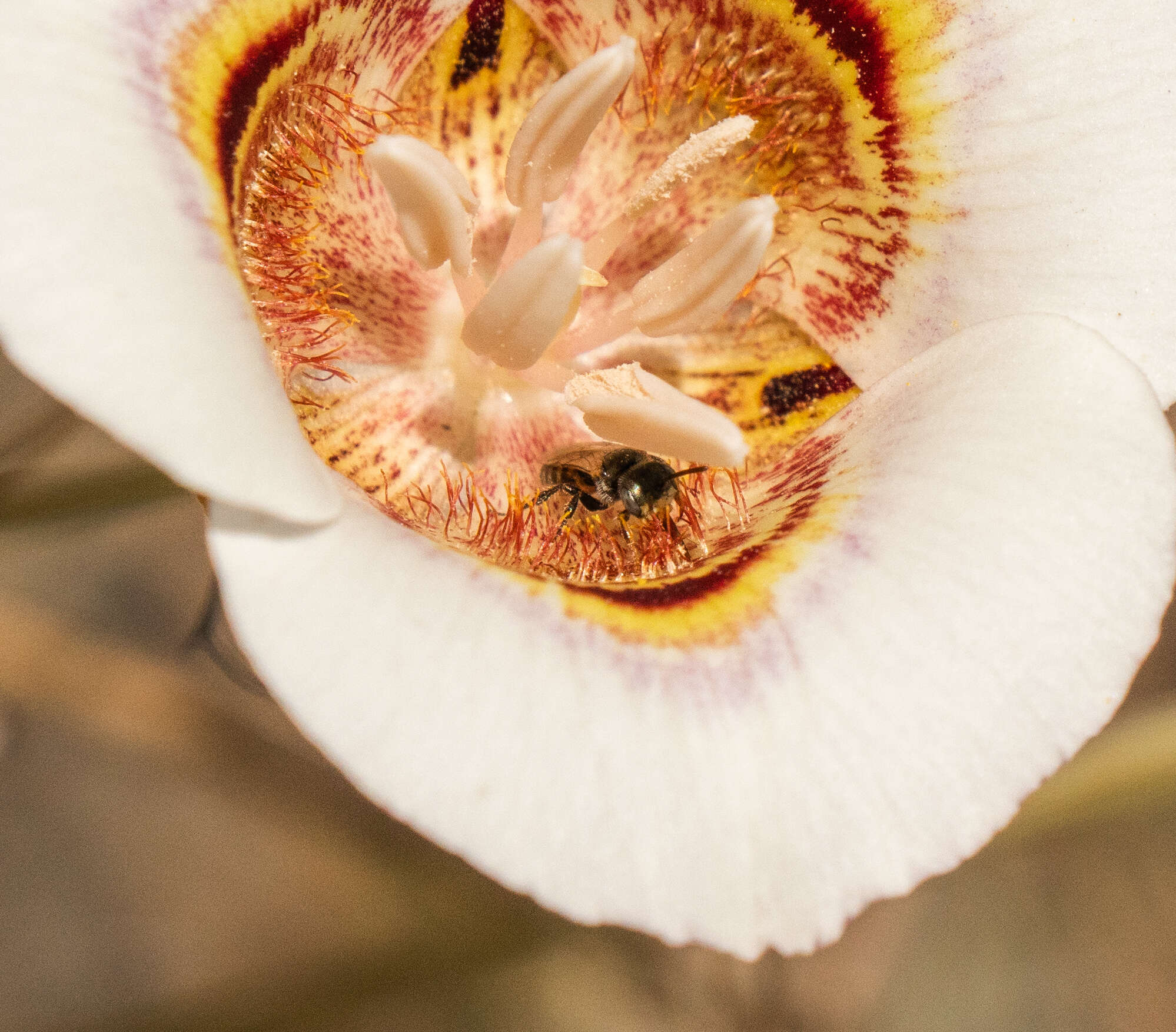 Imagem de Perdita californica (Cresson 1878)