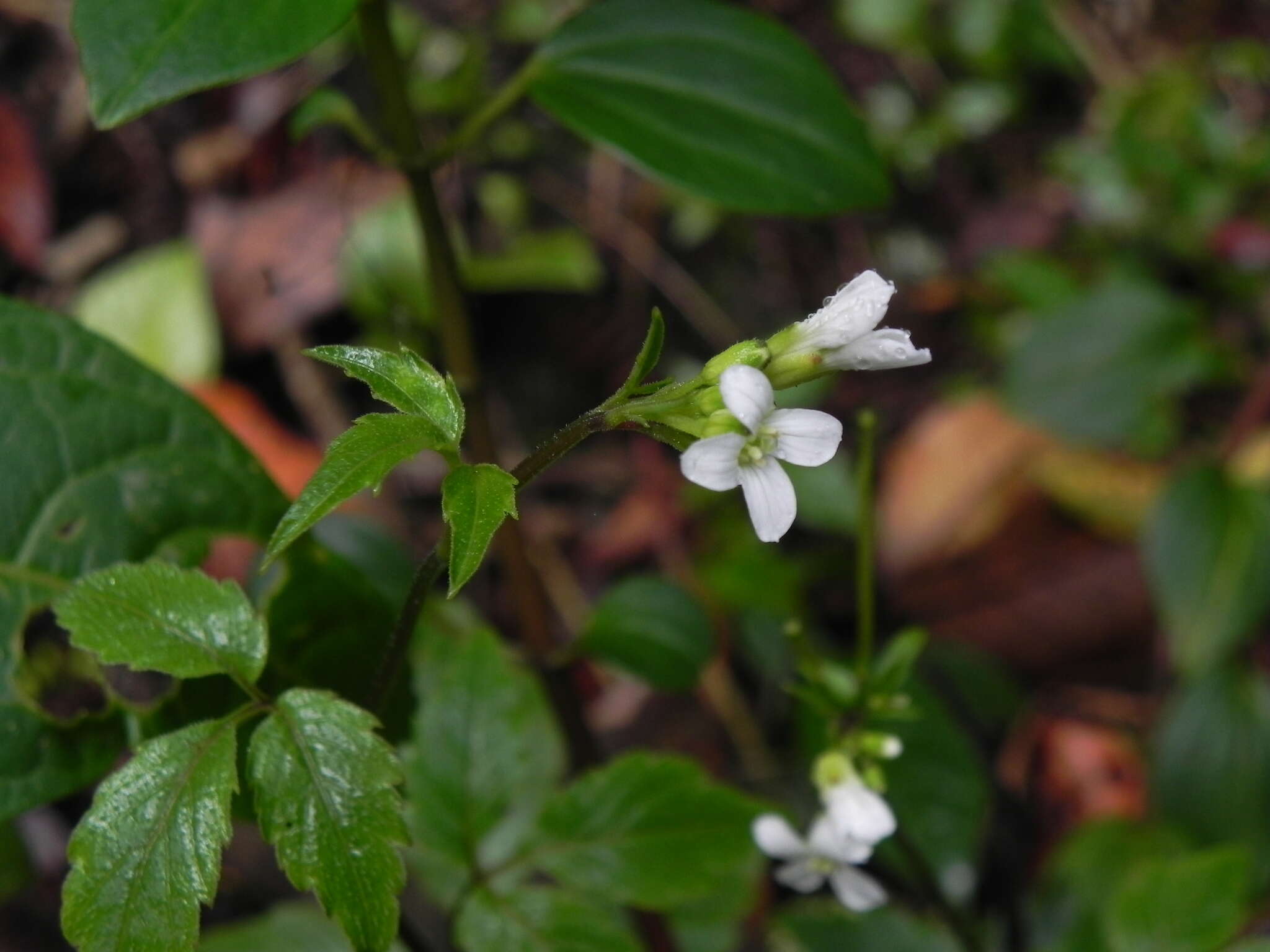 Sivun Cardamine fulcrata Greene kuva