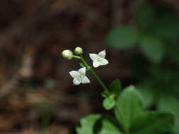 Image of Round-leaved Bedstraw