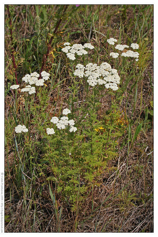 Image of noble yarrow