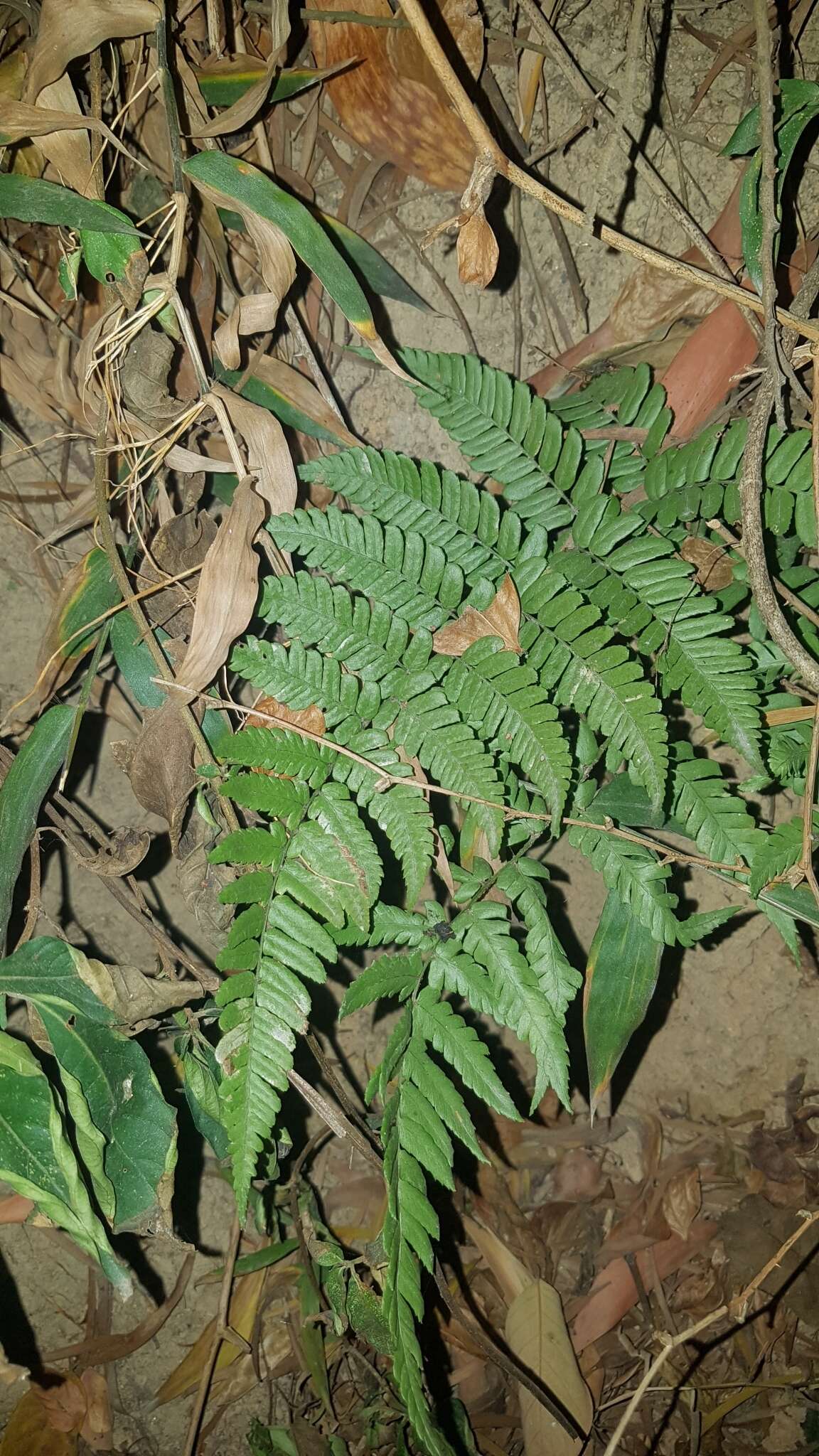 Plancia ëd Dryopteris fuscipes C. Chr.