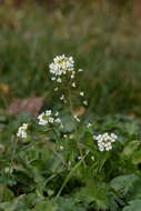 Imagem de Capsella grandiflora (Fauché & Chaub.) Boiss.