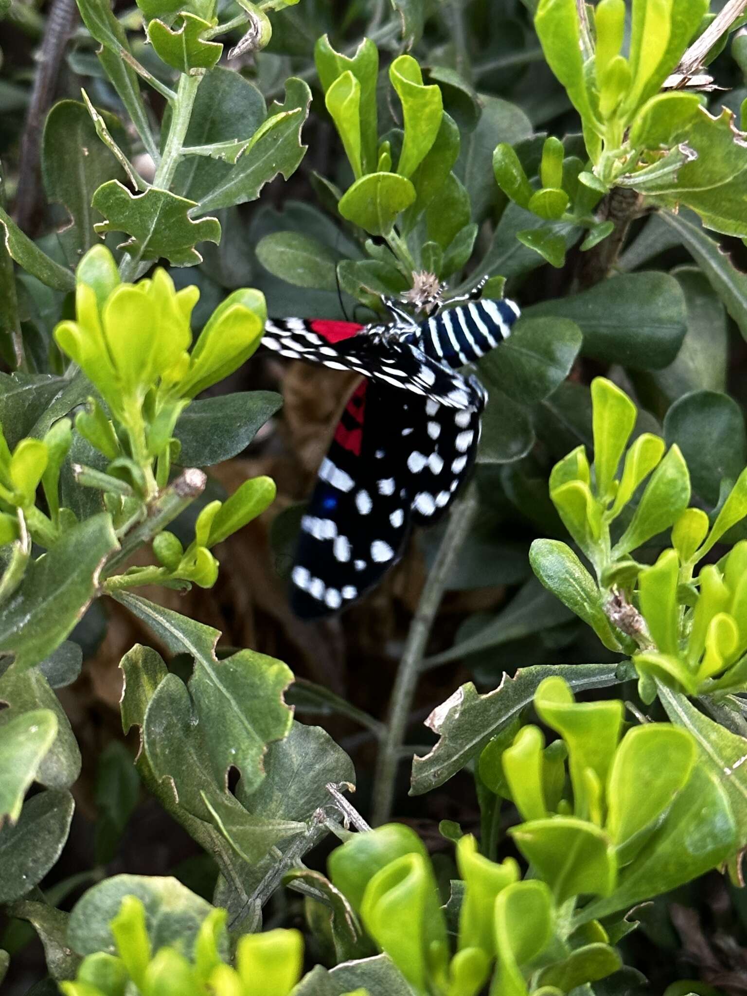 Image of Composia utowana Bates 1933